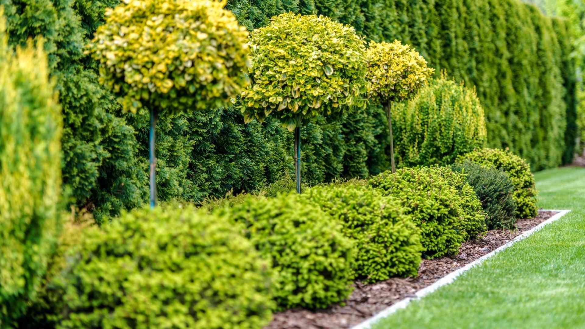 Tree And Shrub Care 
